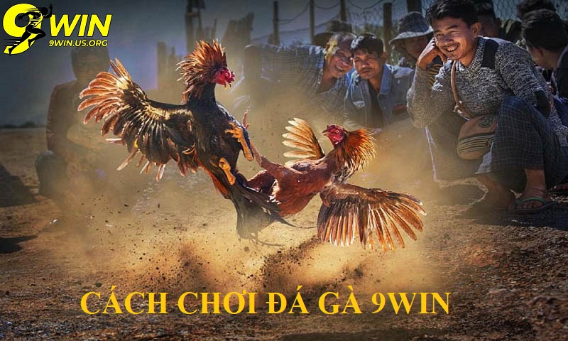 Cách tham gia chơi Đá gà 9win chỉ trong 3 bước