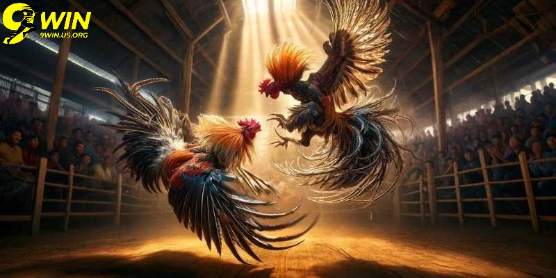 Điểm nổi bật khiến Đá gà 9win chiếm ưu thế trên thị trường